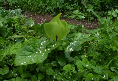 Wild Arum plant (Arum maculatum)