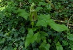 Wild Arum plant (Arum maculatum)