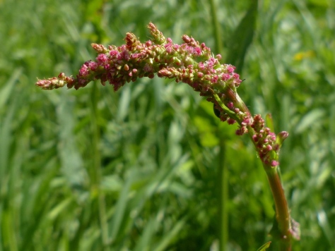 Common Sorrel plant