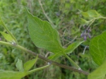 Woody Nightshade (Solanum dulcamara)