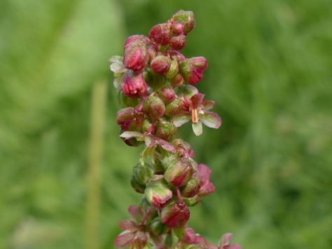 Common Sorrel male plant